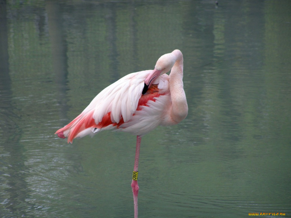 животные, фламинго