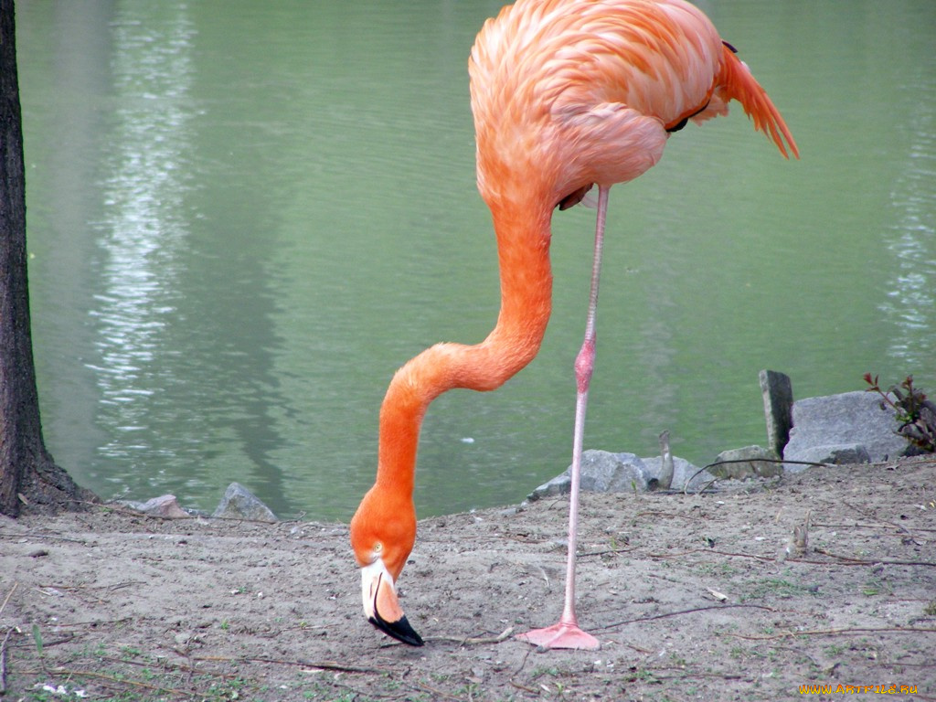 животные, фламинго