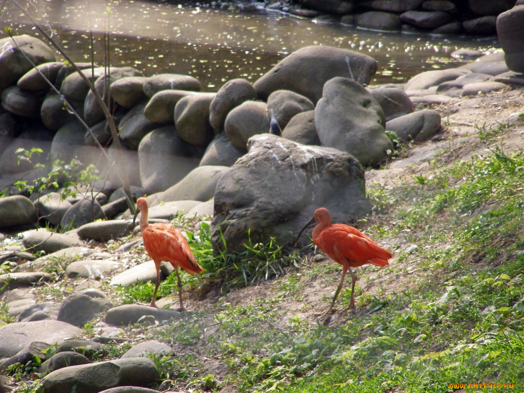 животные, ибисы, колпицы