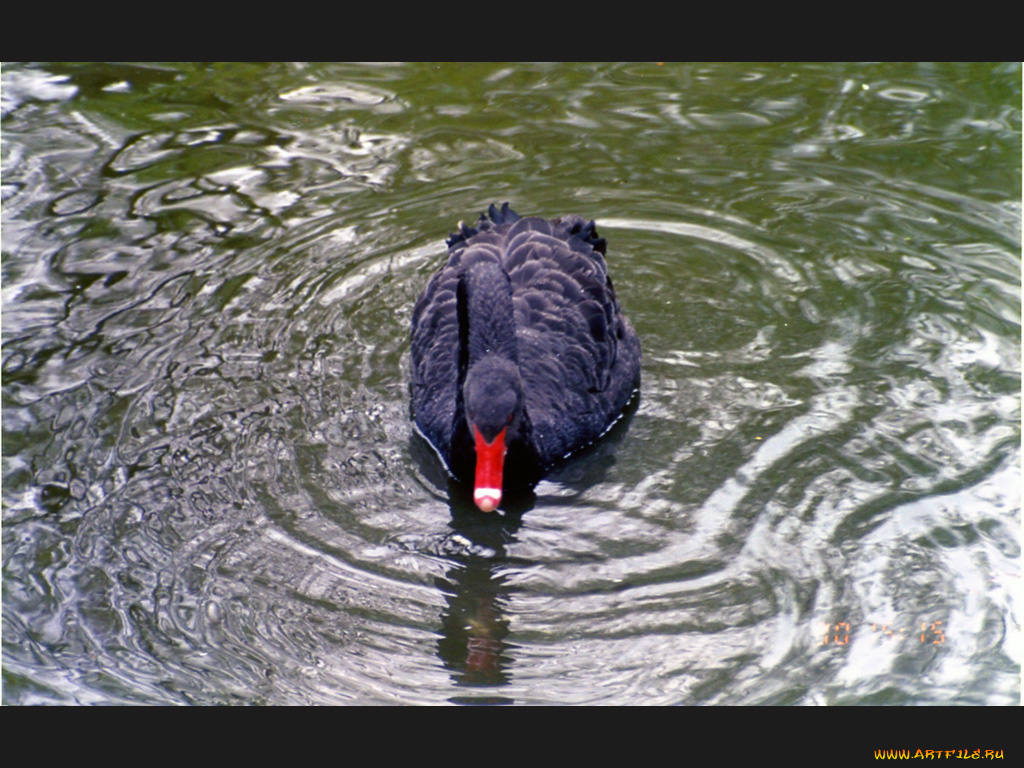 животные, лебеди