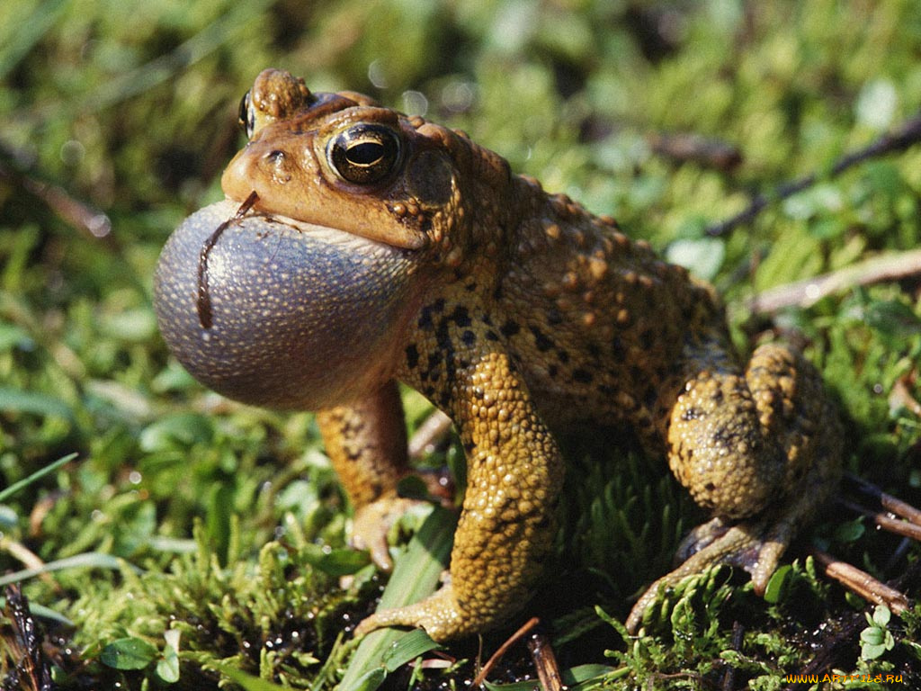 животные, лягушки
