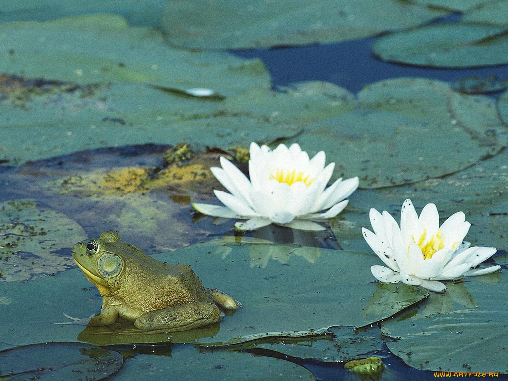животные, лягушки