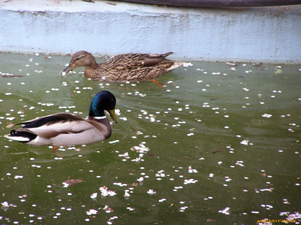 животные, утки