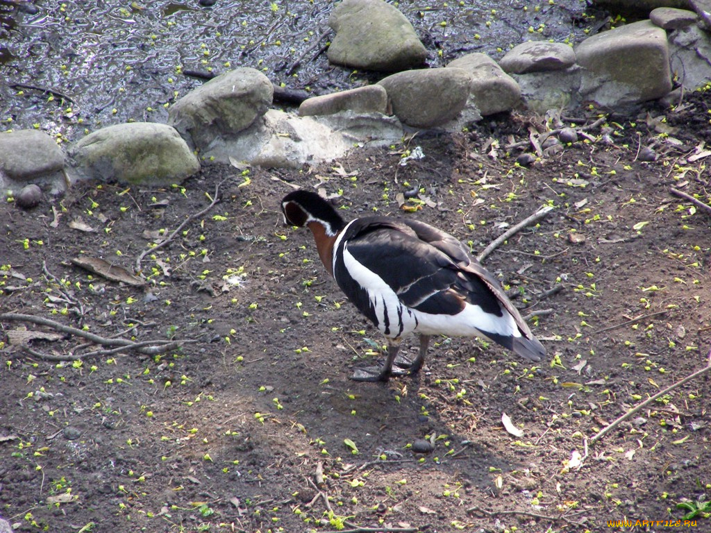 животные, утки