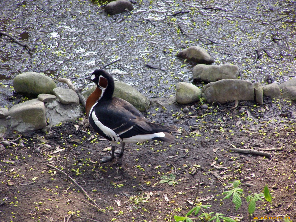 животные, утки