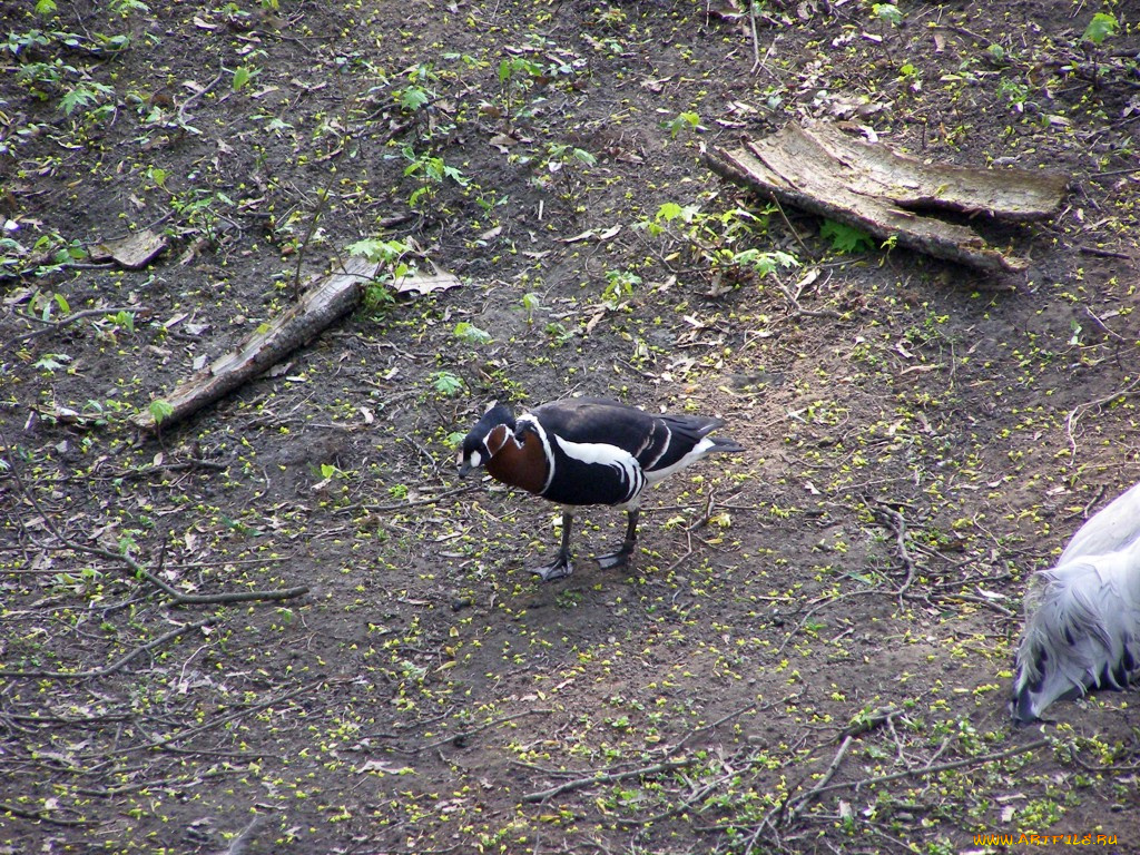 животные, утки