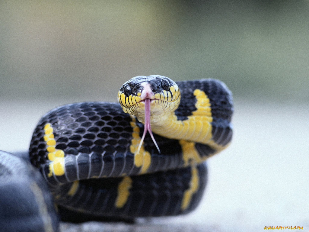 животные, змеи, питоны, кобры