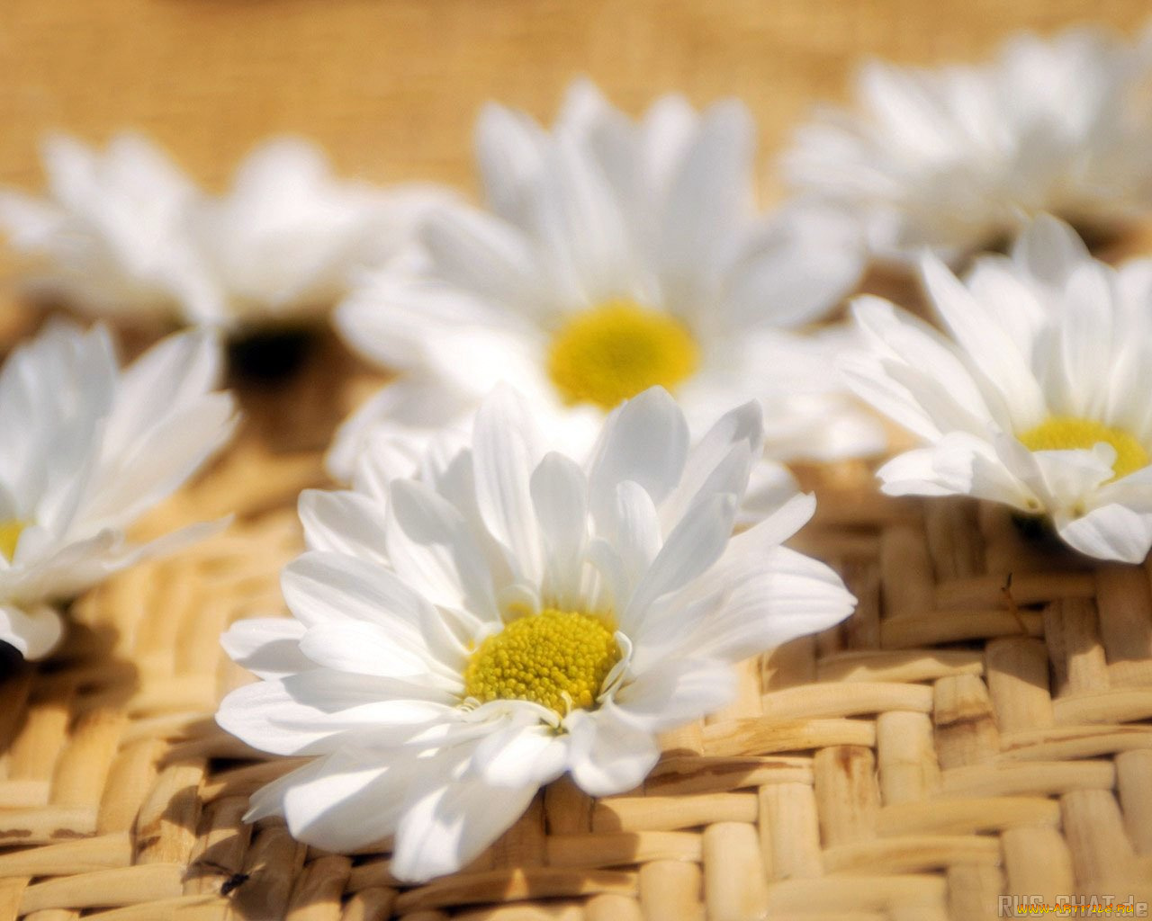цветы, ромашки