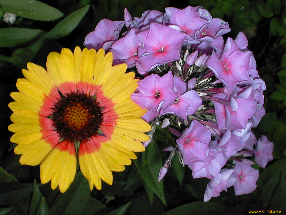 цветы, разные, вместе