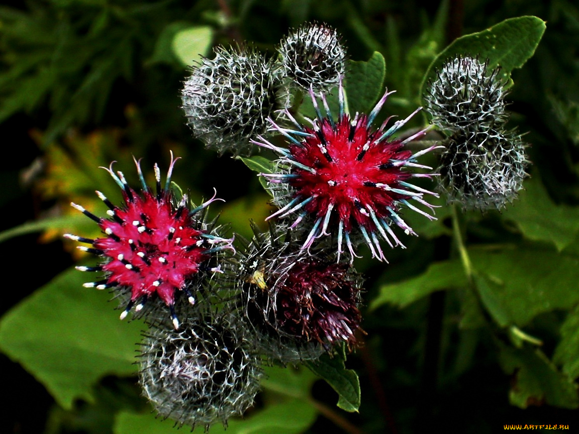 Ёжики, цветы, Чертополох, репейник