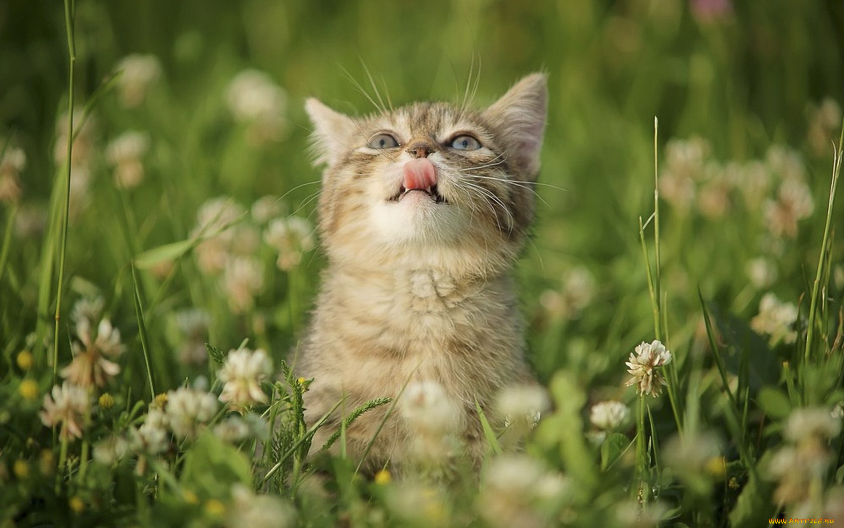 животные, коты