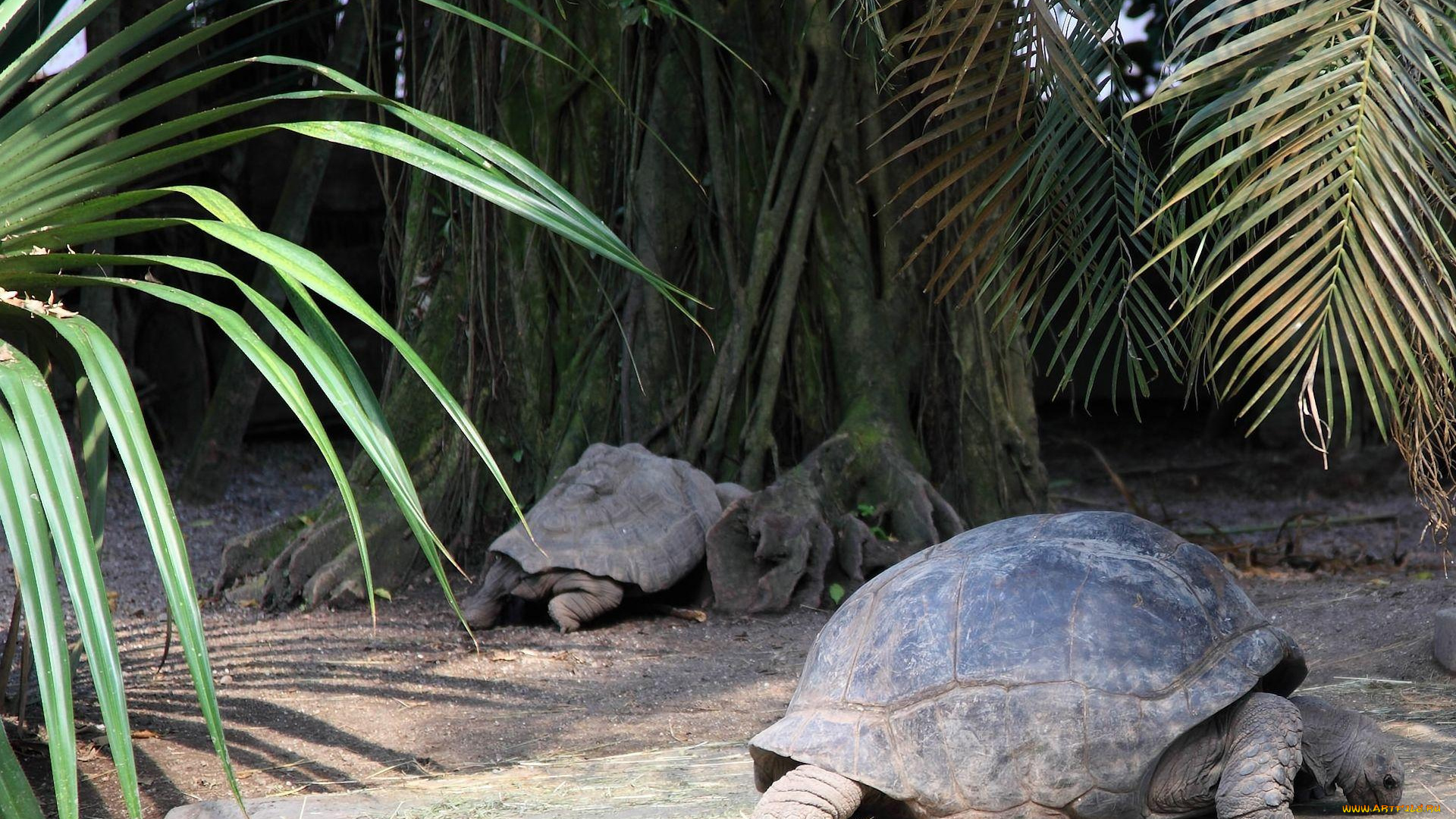 животные, Черепахи