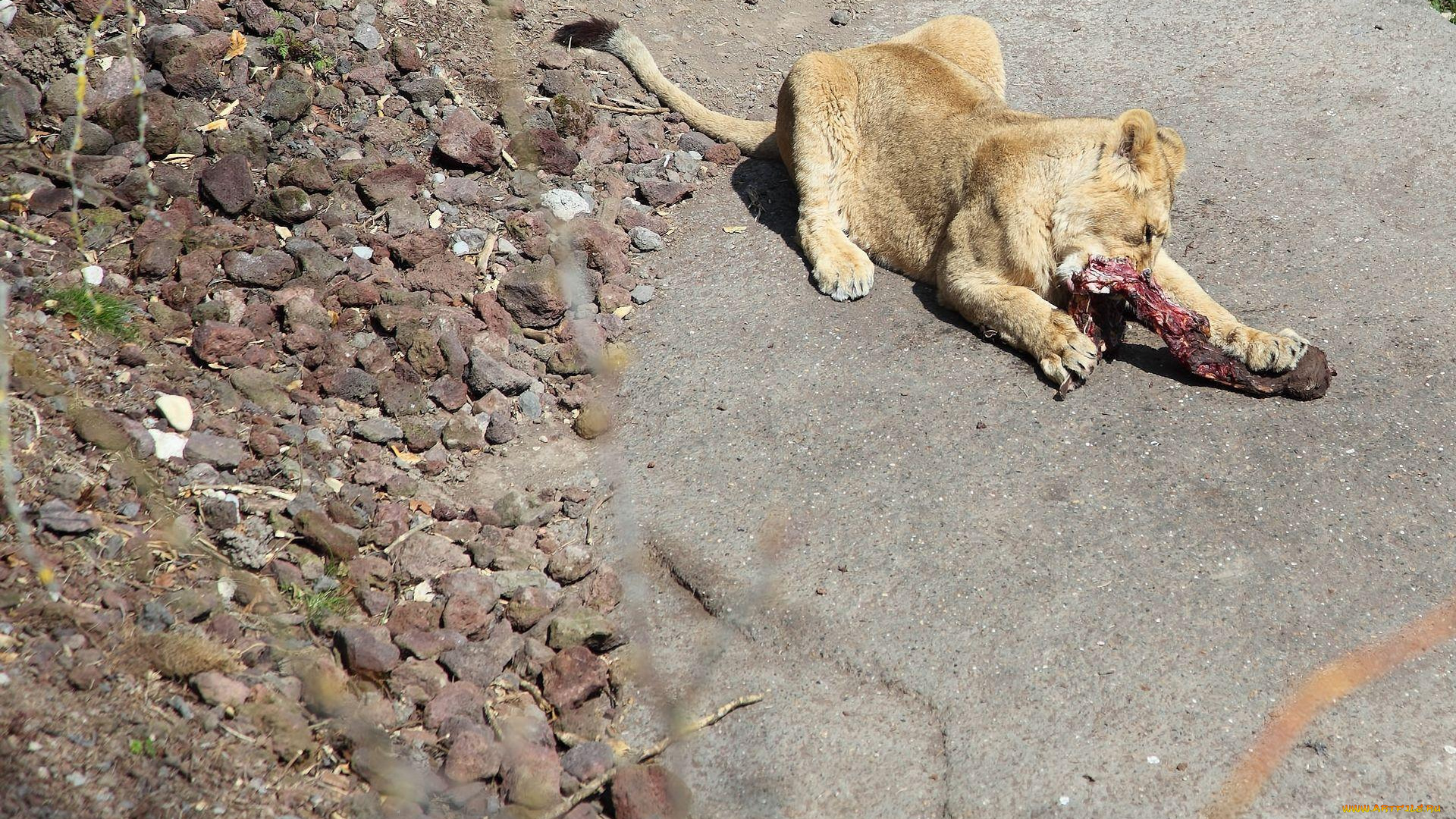 животные, львы