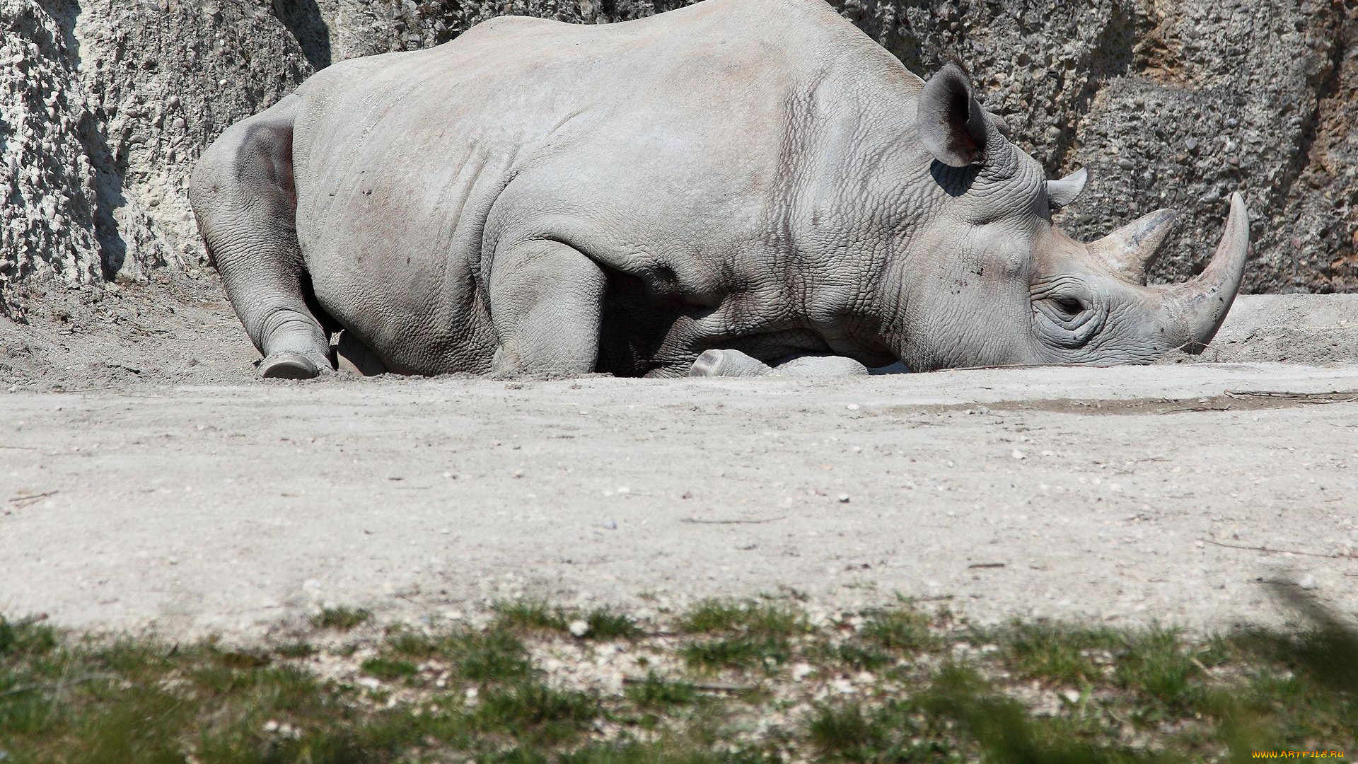 животные, носороги
