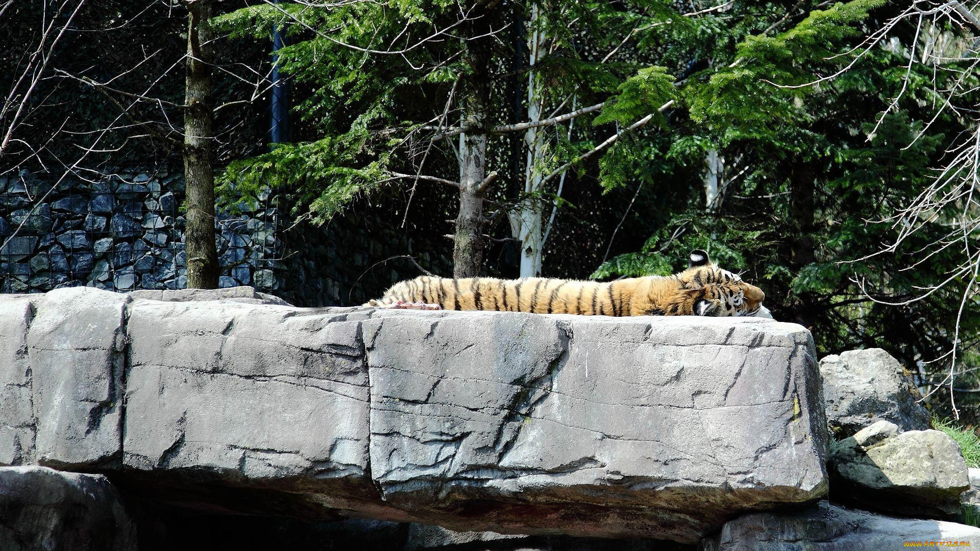 животные, тигры