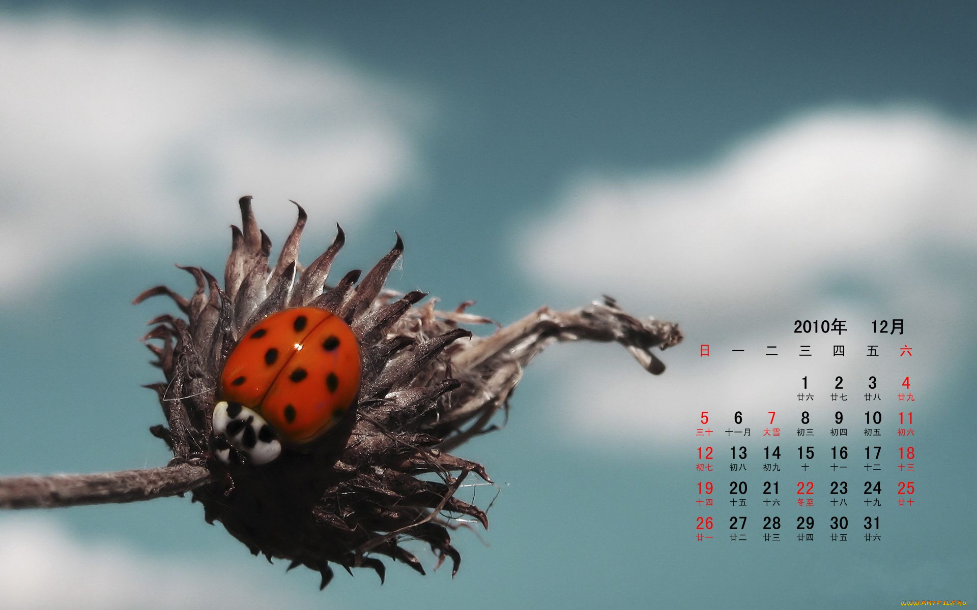 календари, животные