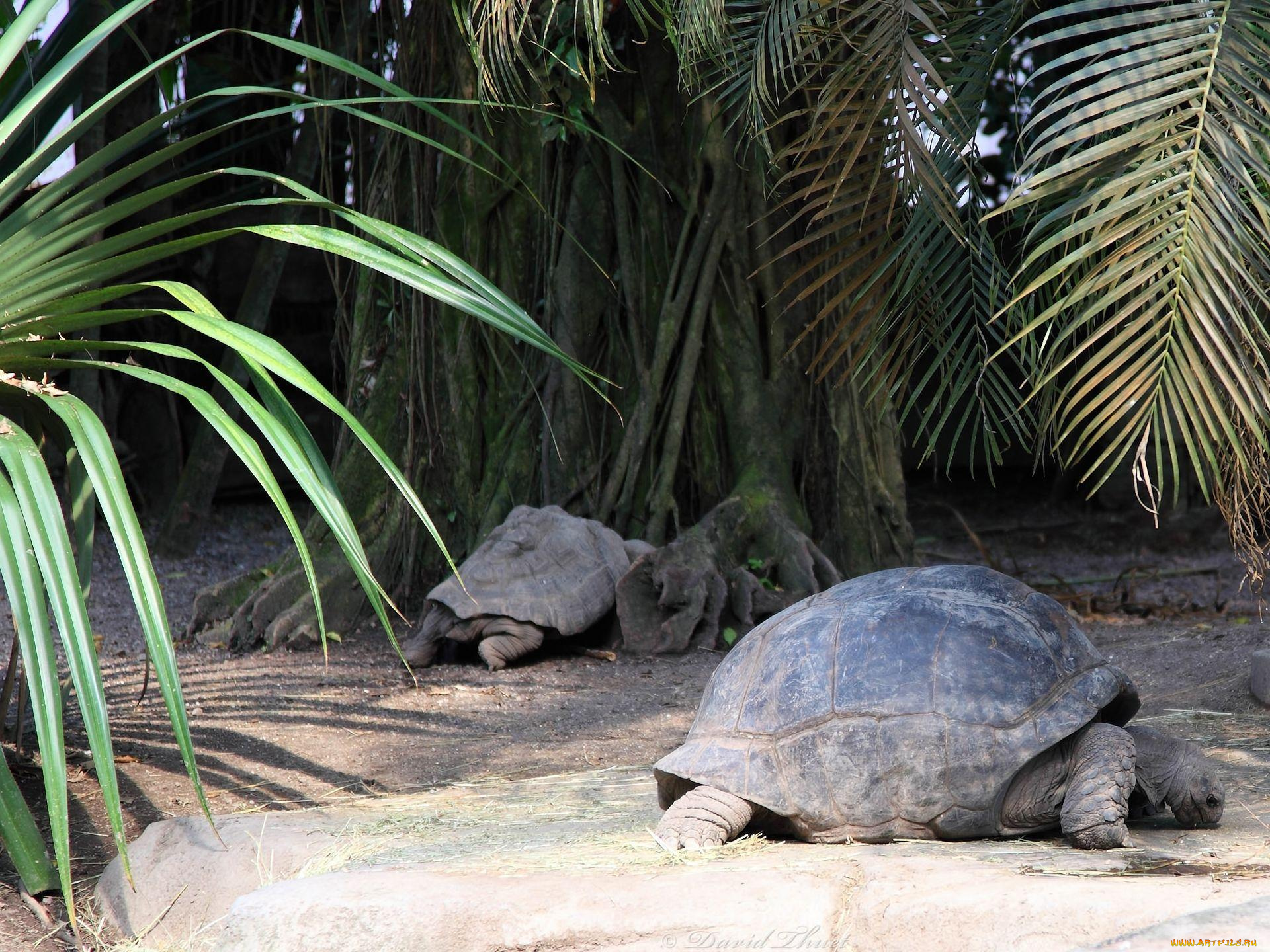 животные, Черепахи