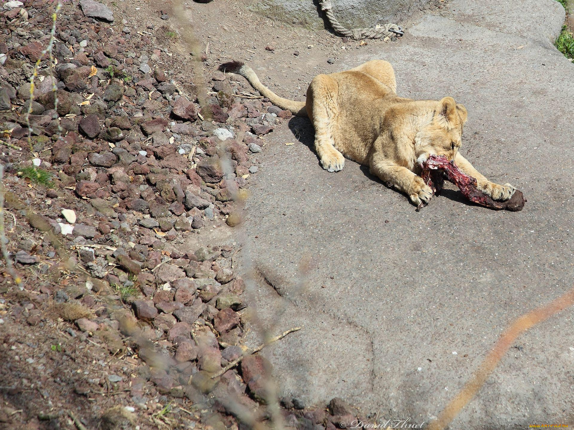животные, львы