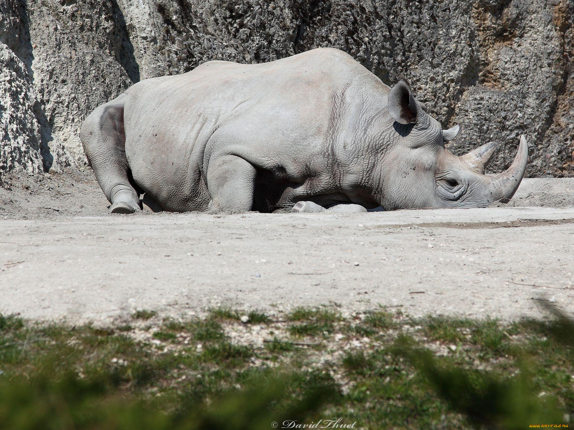 животные, носороги