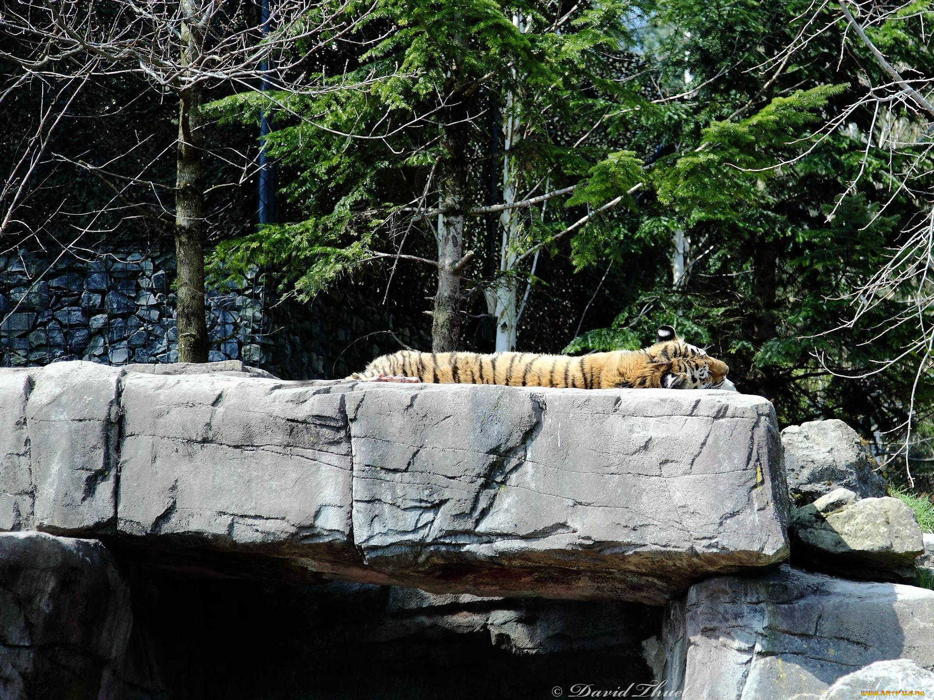 животные, тигры