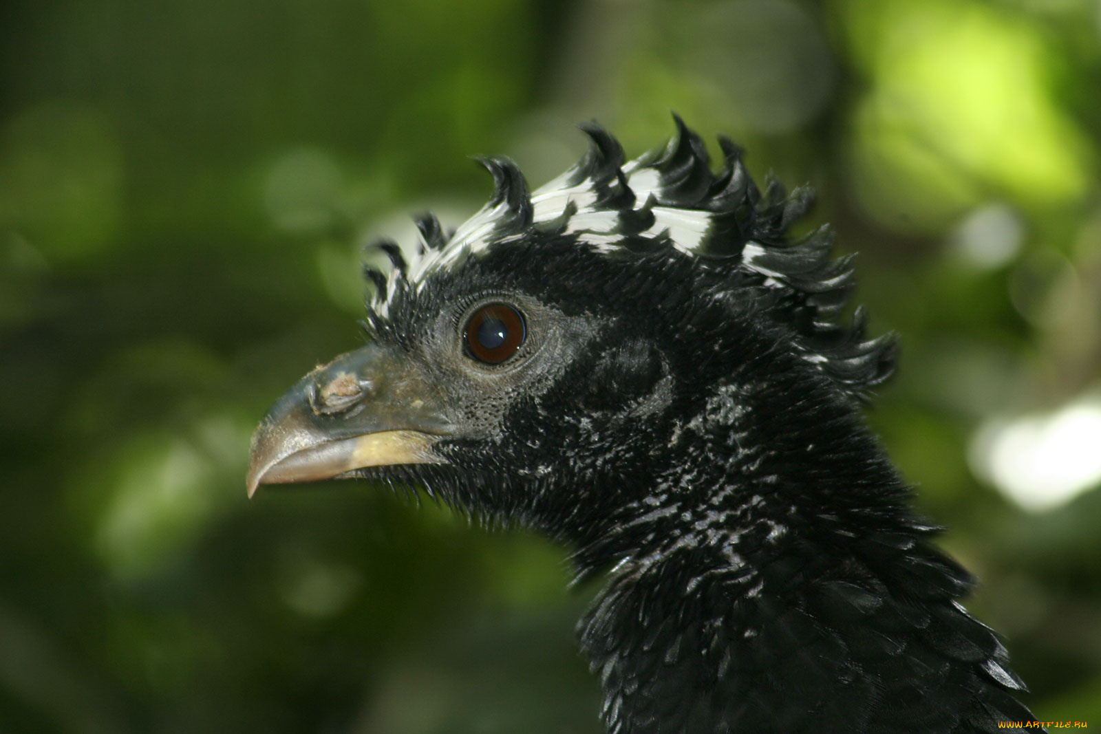 животные, птицы, хохолок