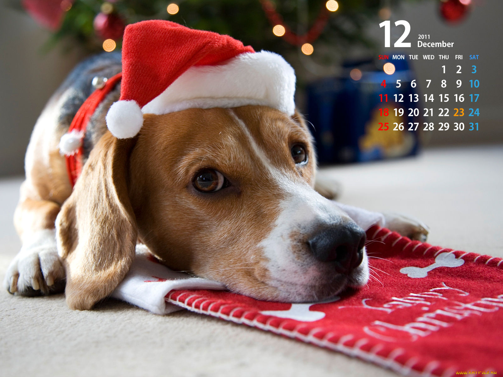 календари, праздники, салюты, бигль