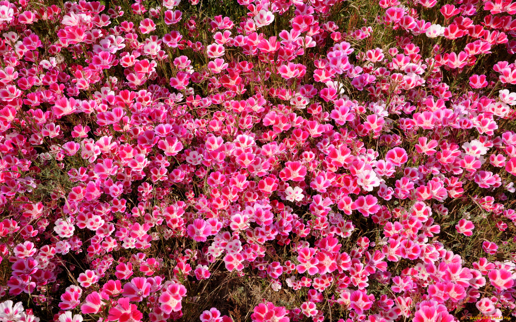 цветы, годеция, лепестки, много