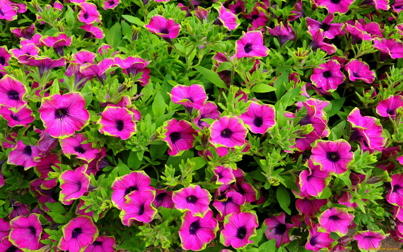 цветы, петунии, калибрахоа, листья, розовый