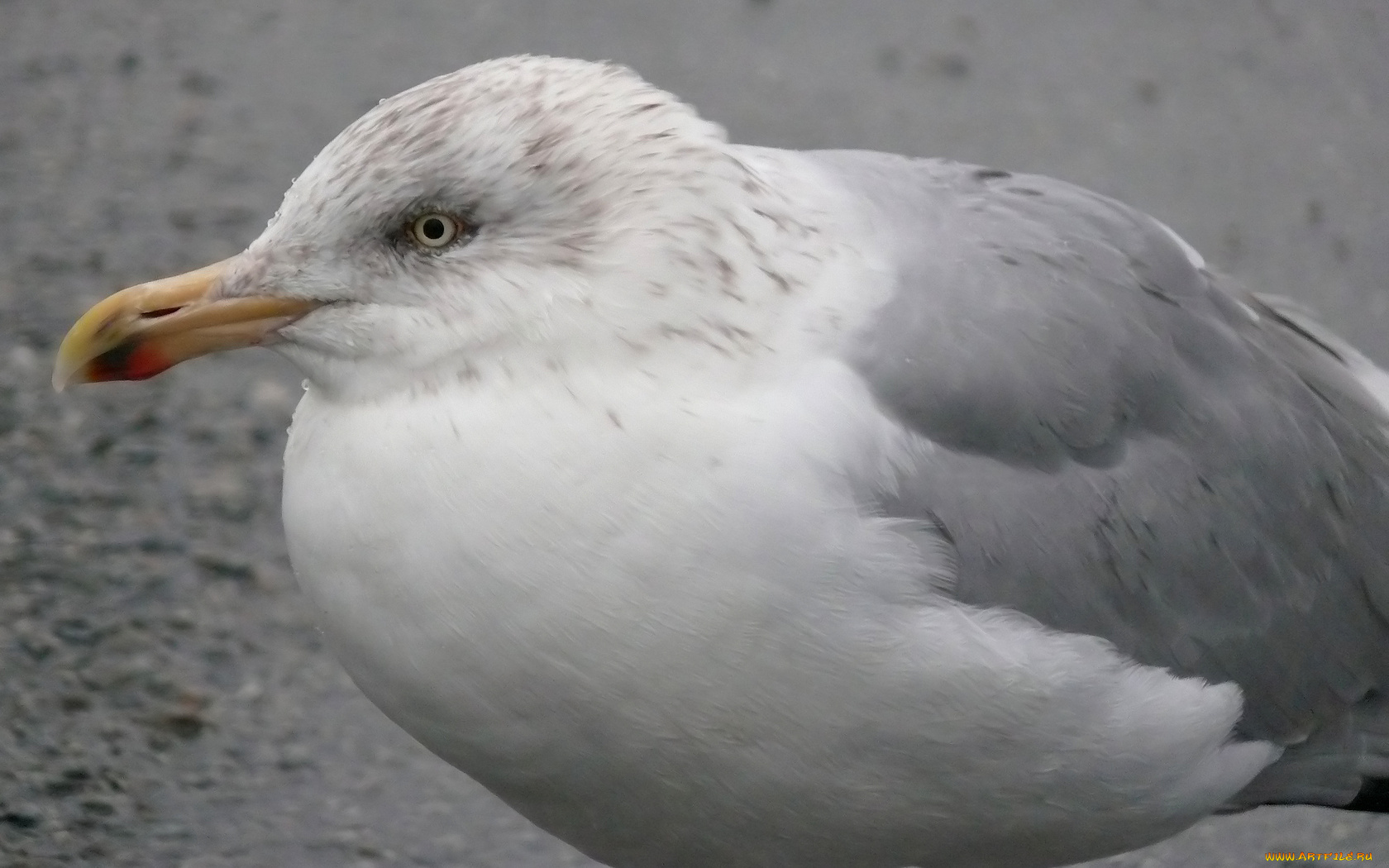 животные, Чайки, бакланы, крачки, чайка