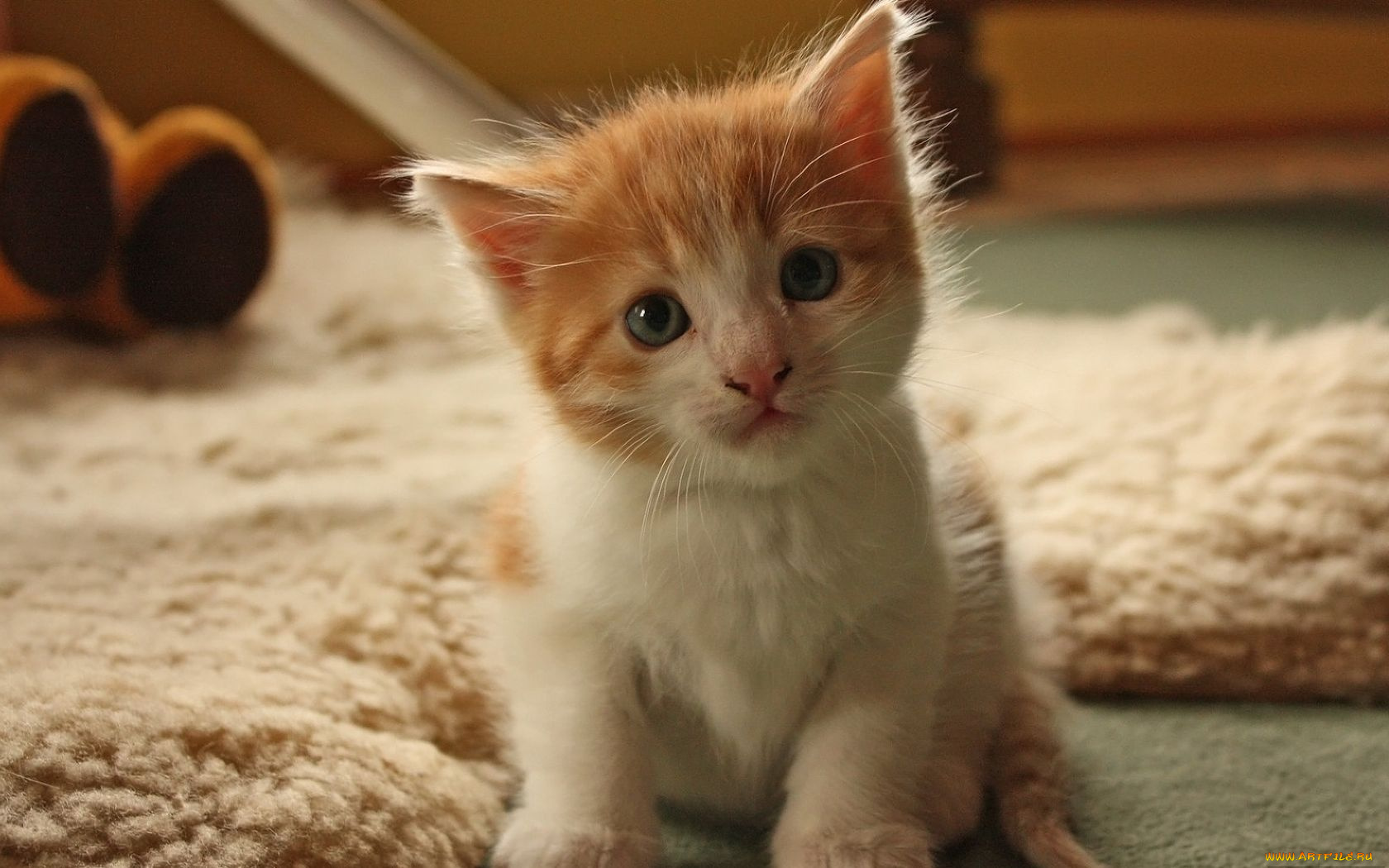 животные, коты, котёнок