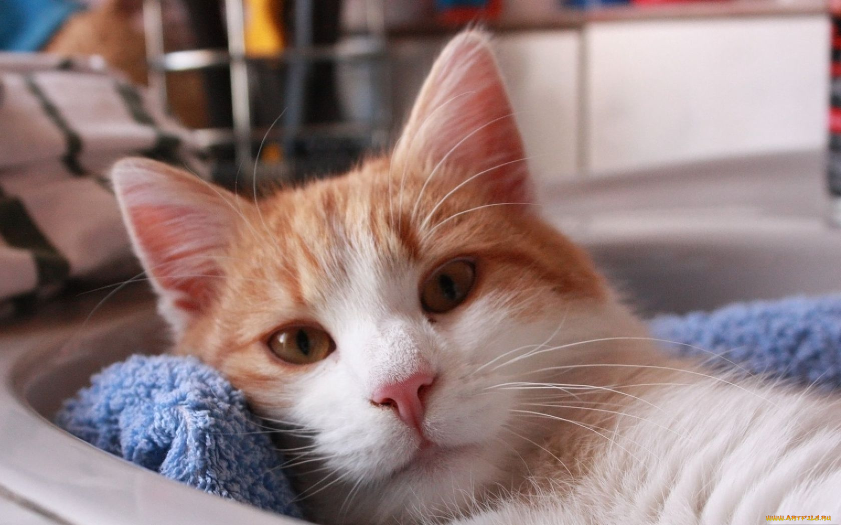 животные, коты, отдых