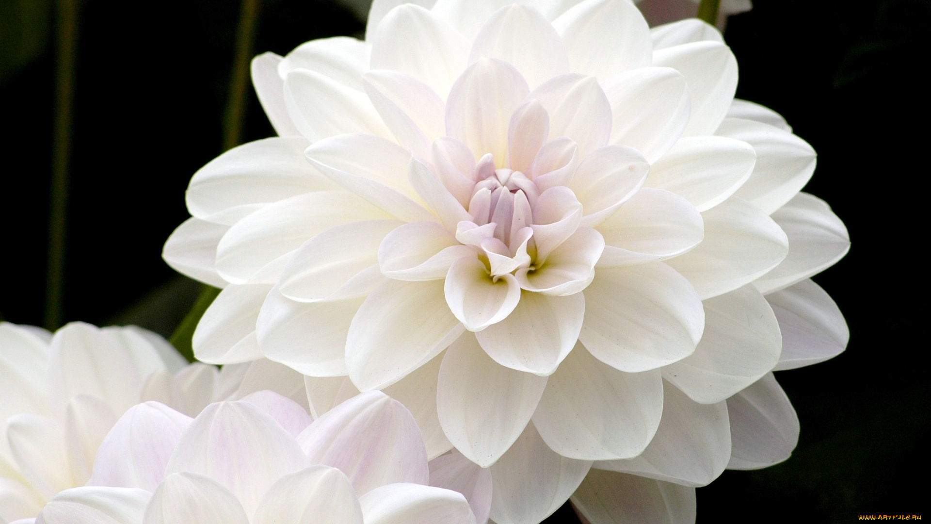 цветы, георгины, белый, круглый