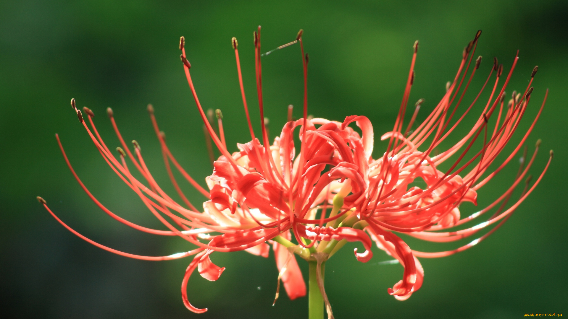 цветы, лилии, лилейники, зелёный