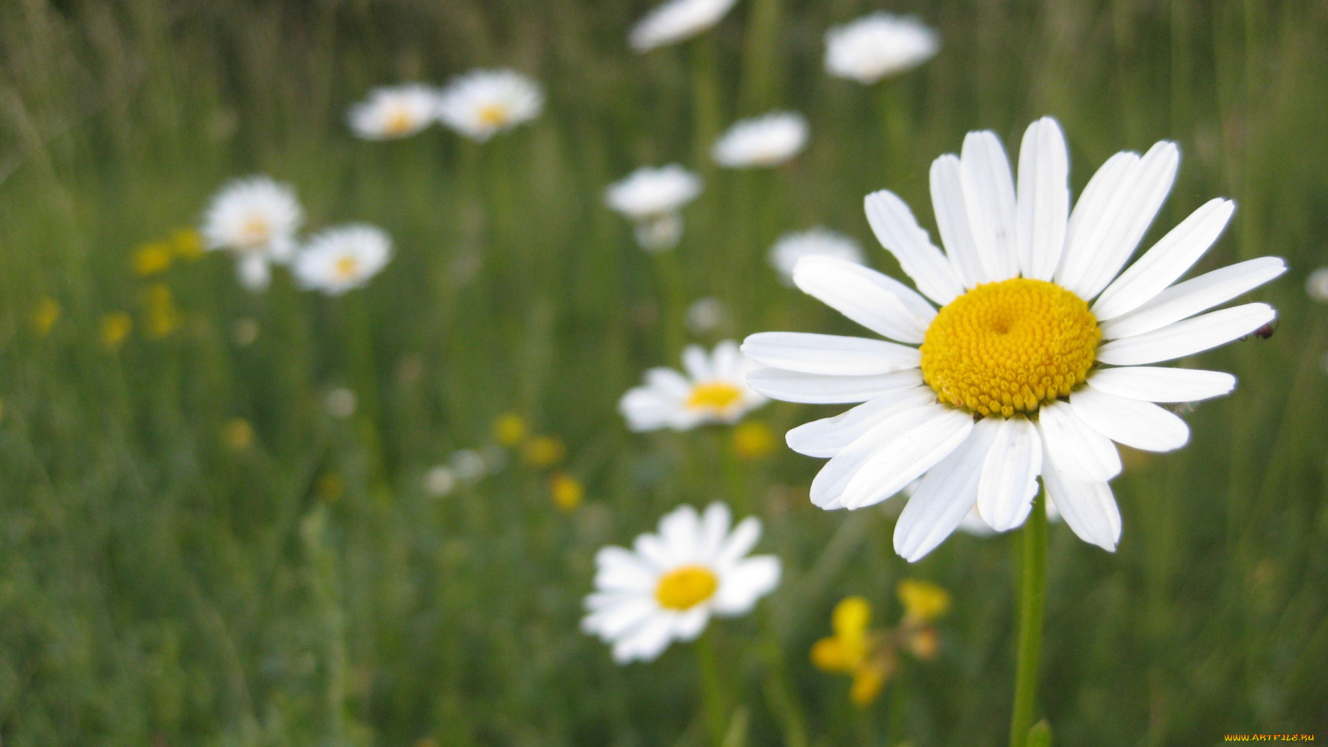 цветы, ромашки, луг, лепестки