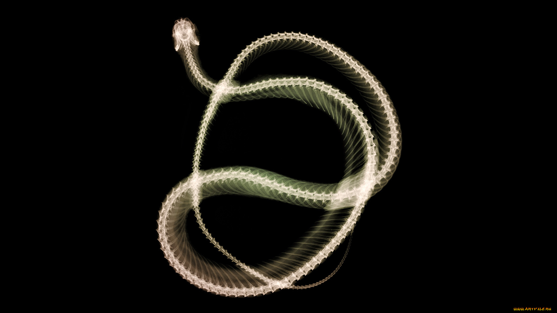 разное, кости, рентген, змея