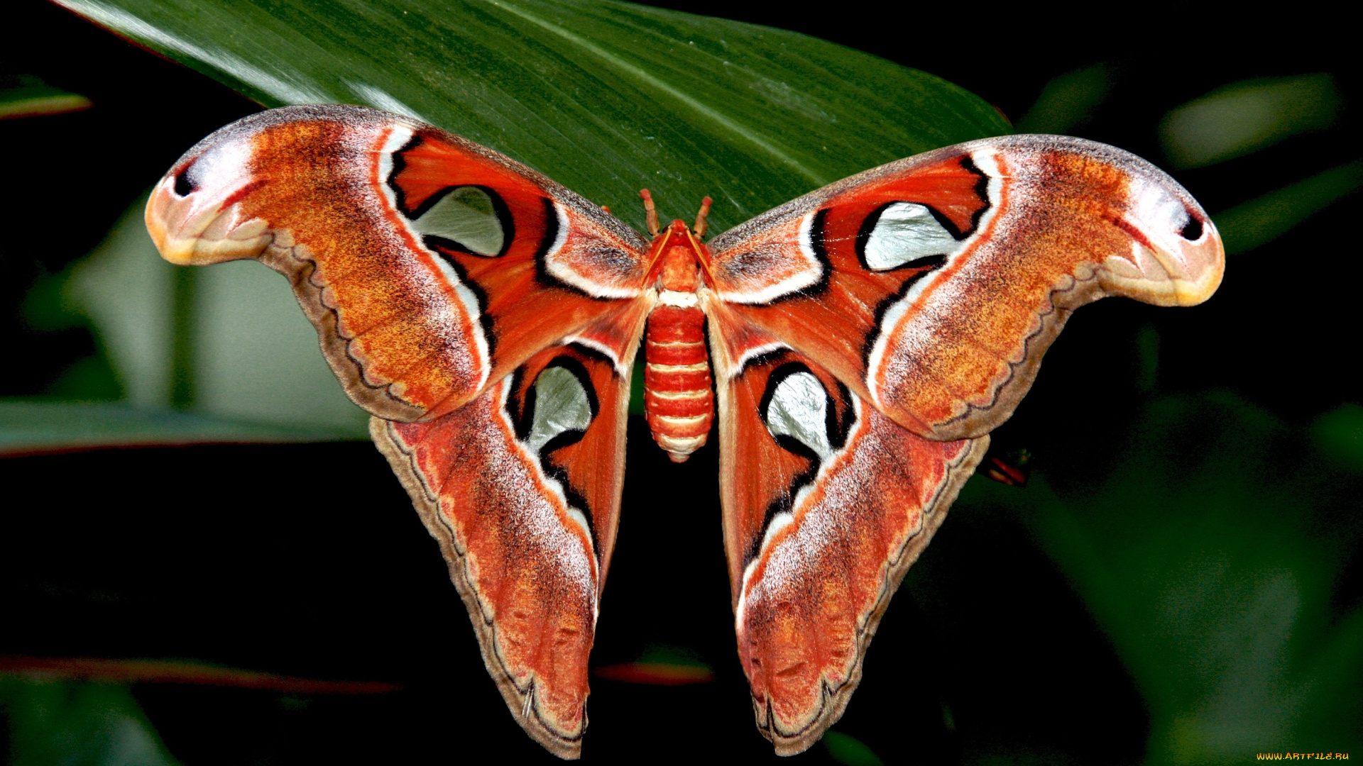 животные, бабочки, крылья, большой