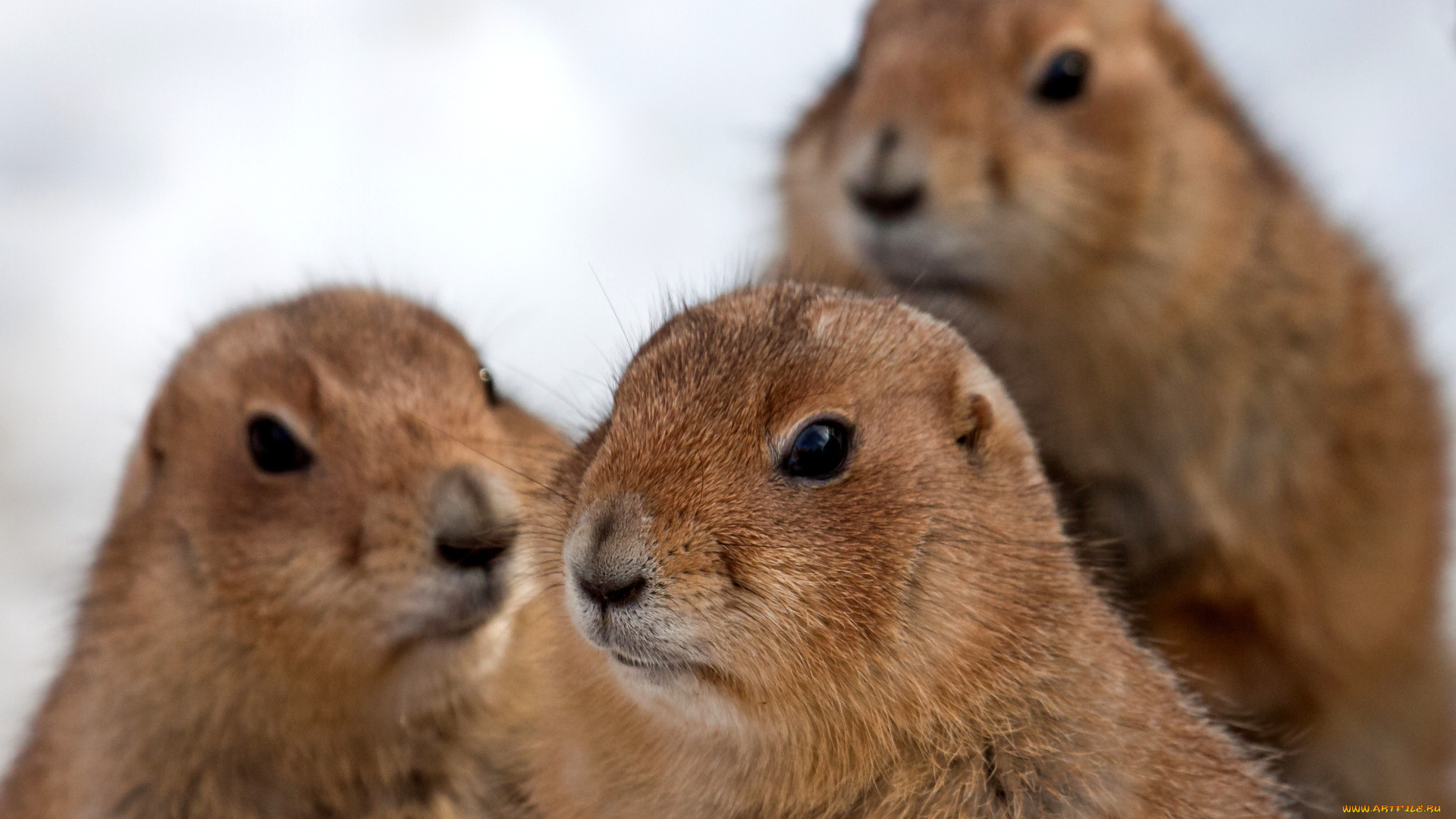 животные, суслики, сурки, глаза, шерсть