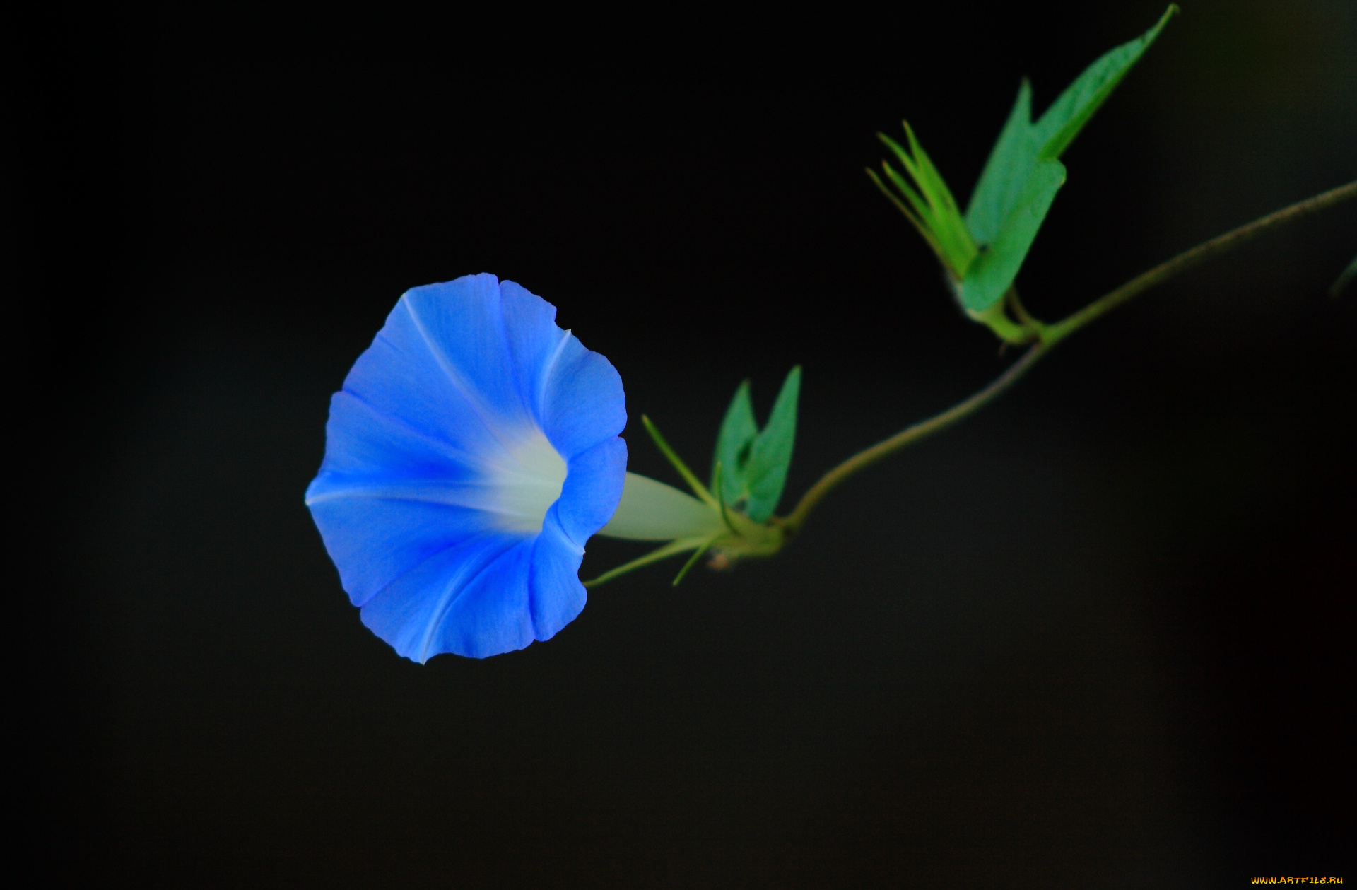 цветы, вьюнки, ипомеи, тёмный