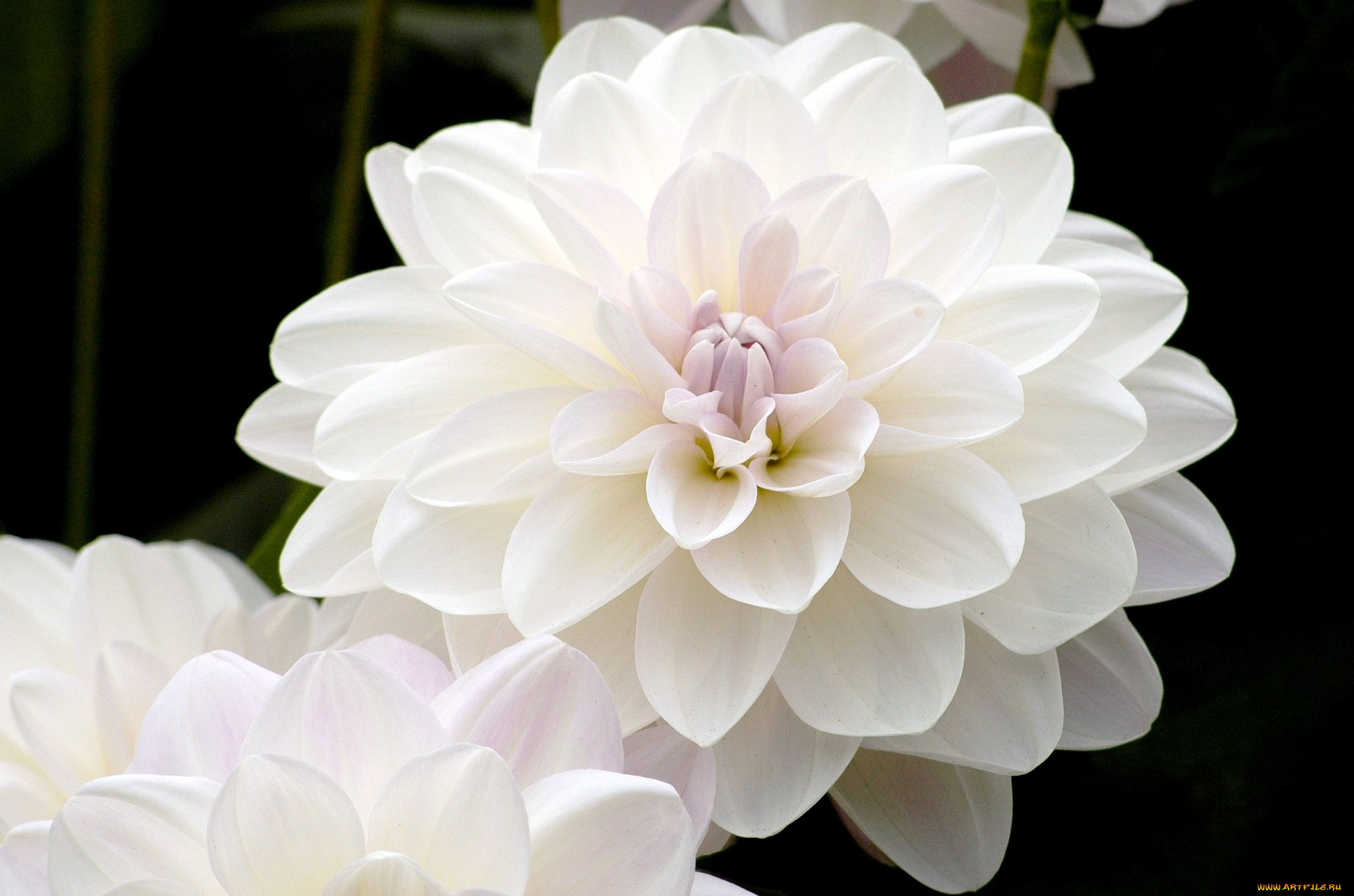 цветы, георгины, белый, круглый