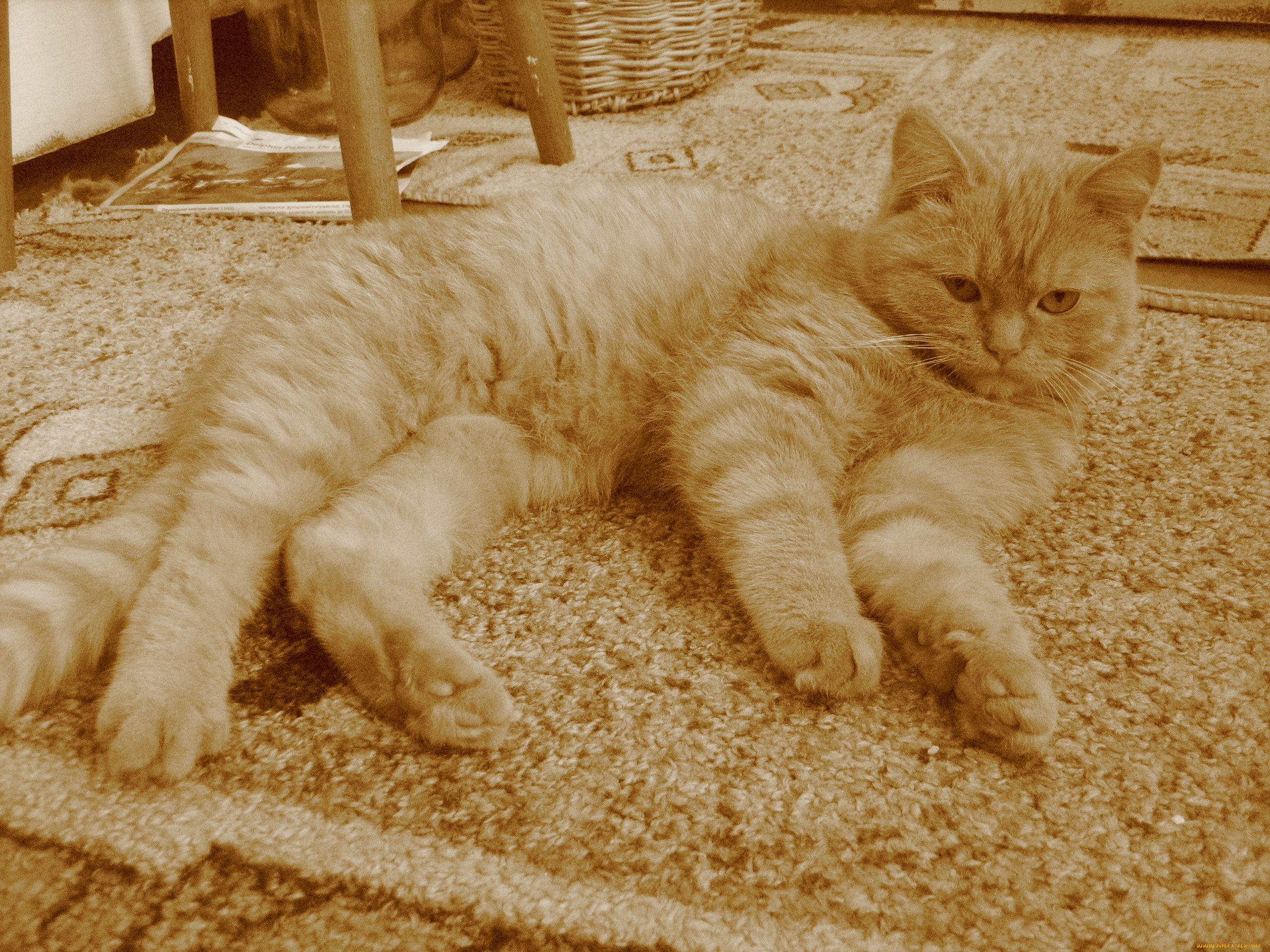 кошка, животные, коты, рыжая