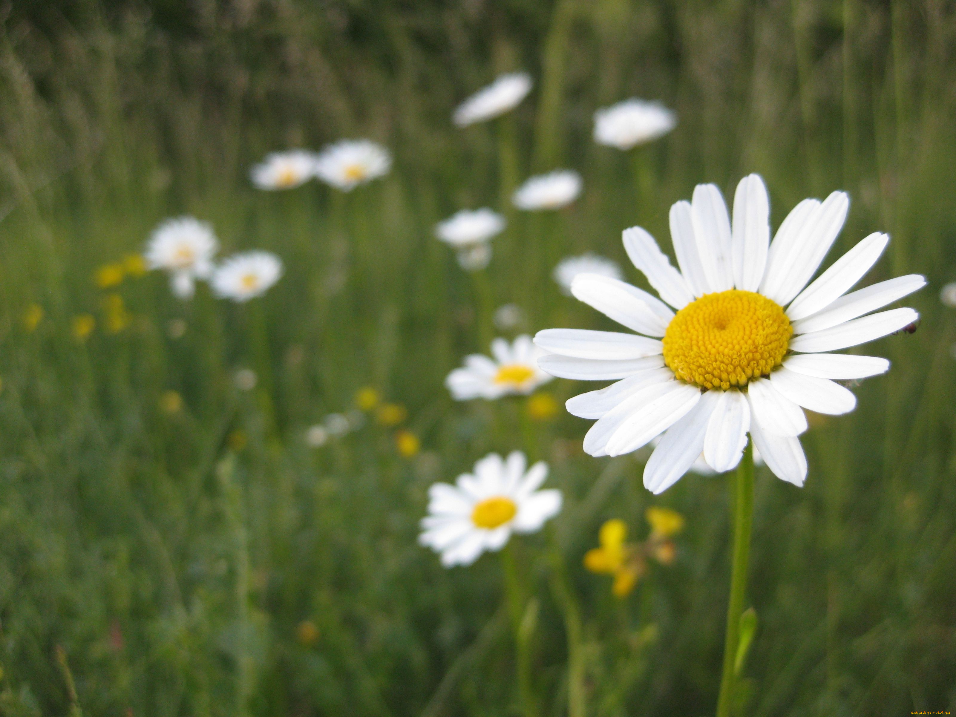 цветы, ромашки, луг, лепестки