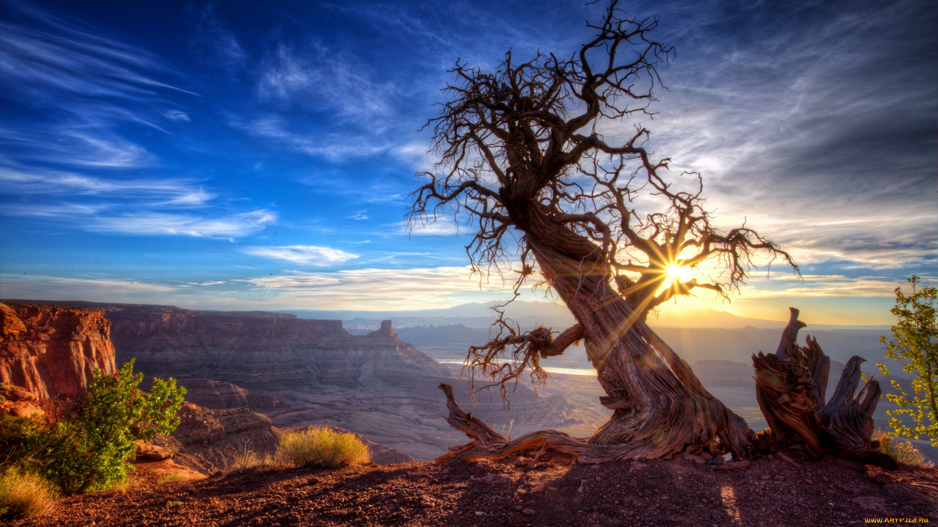 природа, деревья, штат, юта, солнце, дерево, сша