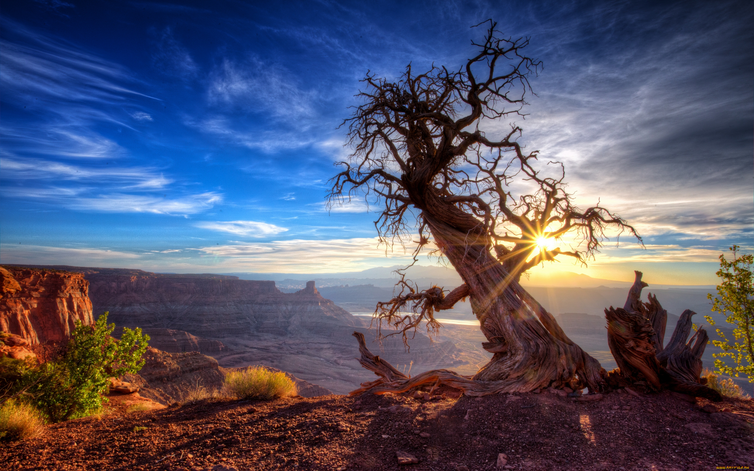 природа, деревья, штат, юта, солнце, дерево, сша
