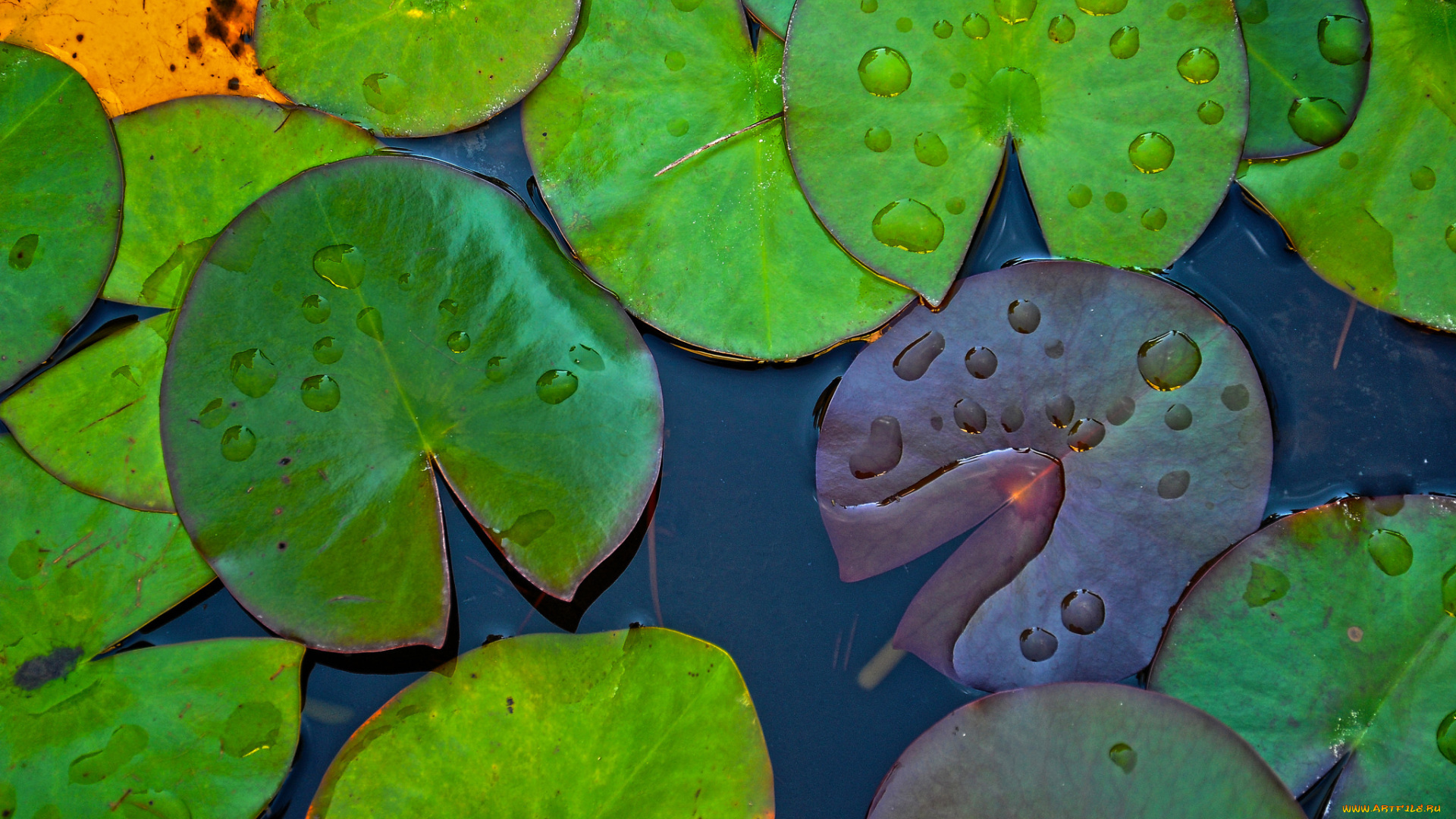 природа, листья, макро, капли, водоем