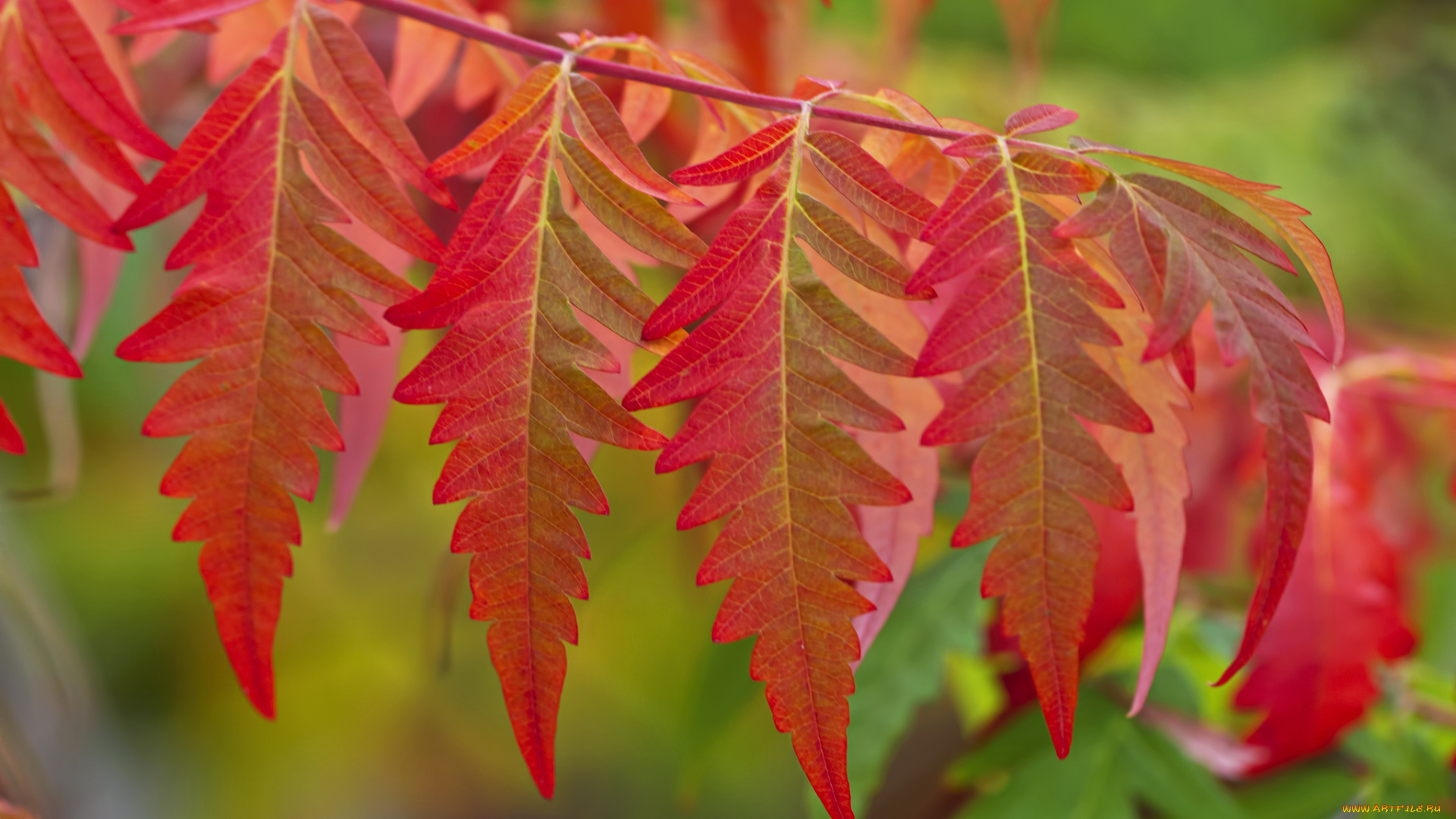 природа, листья, осень, ветка