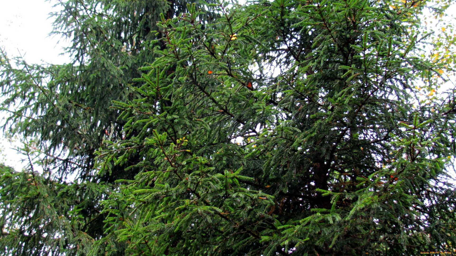 природа, деревья, ели