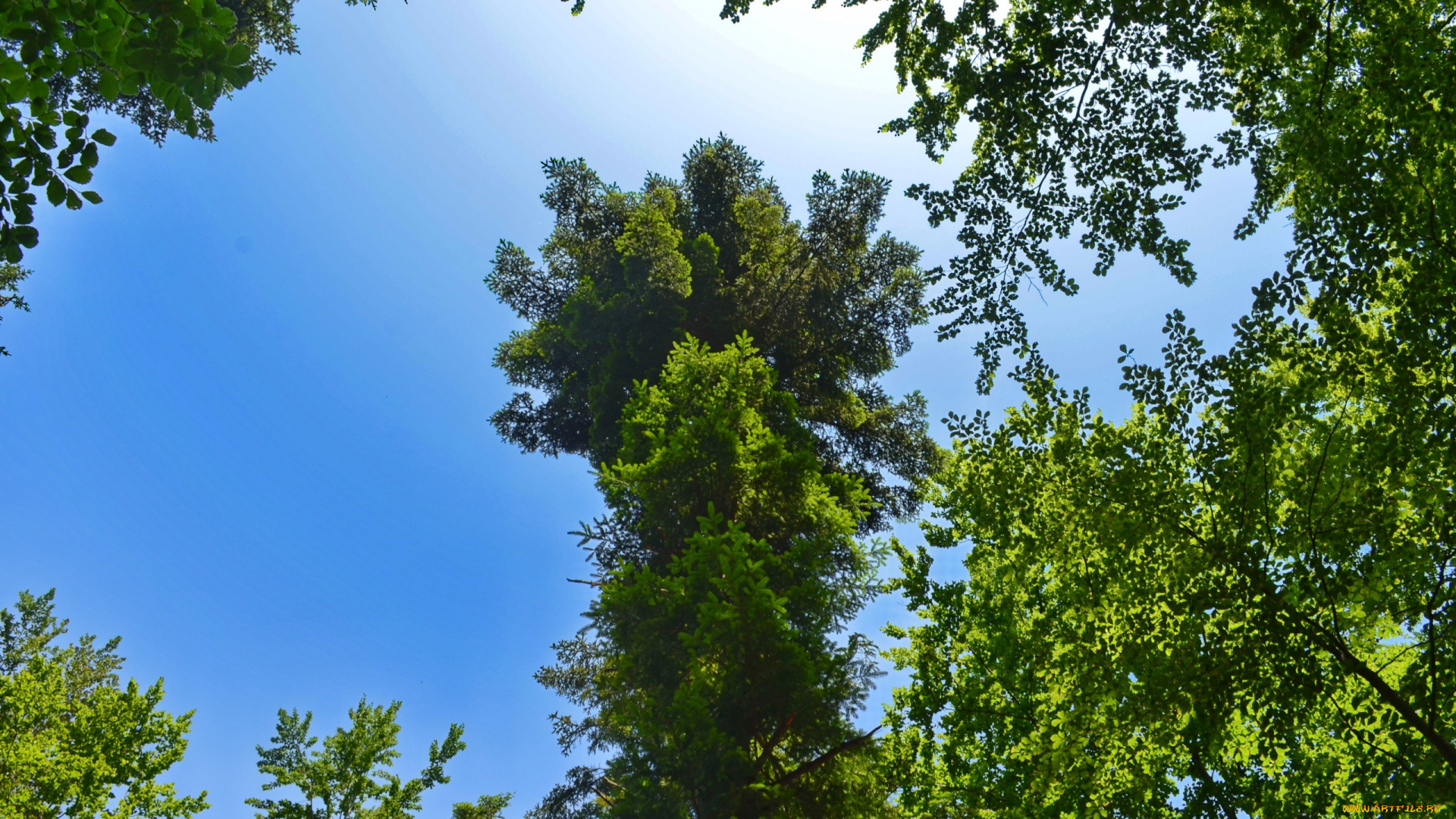 природа, деревья, кроны, небо