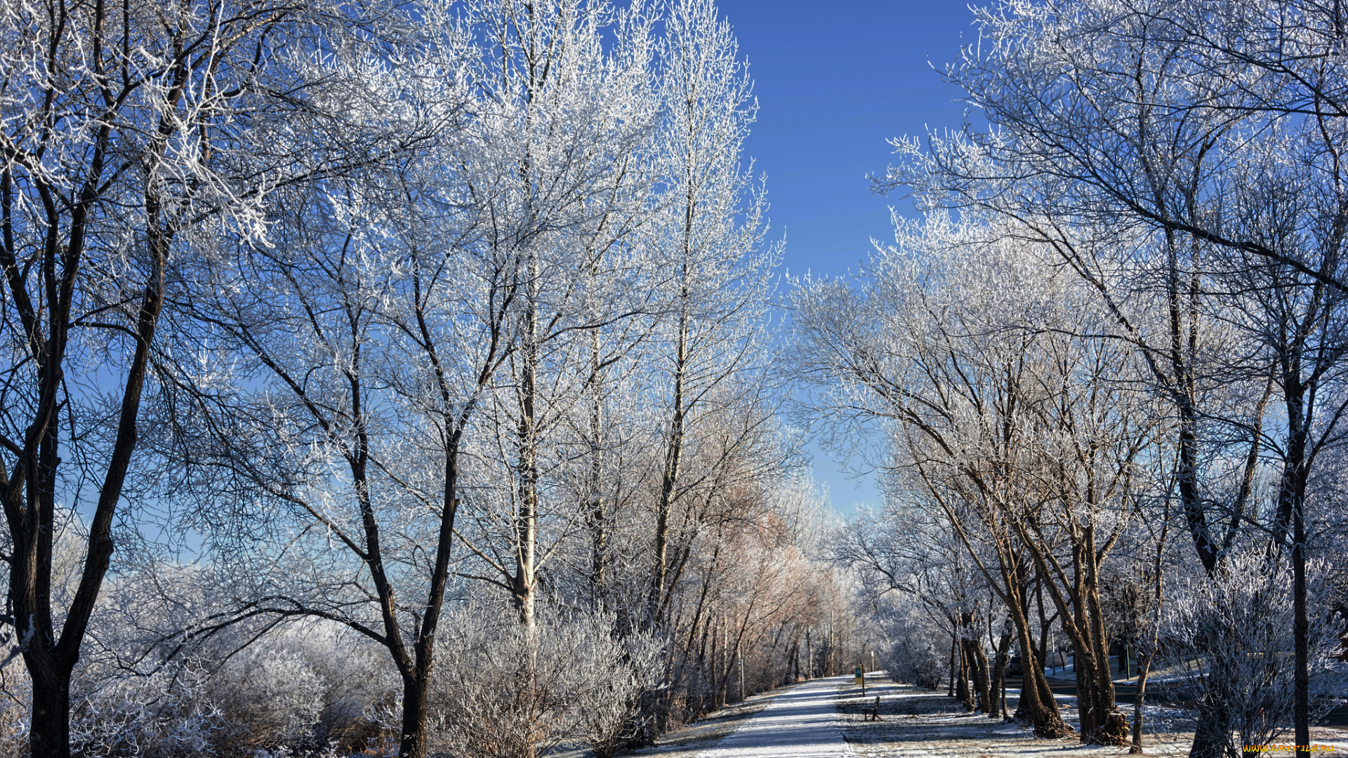 природа, другое, шоссе, аллея