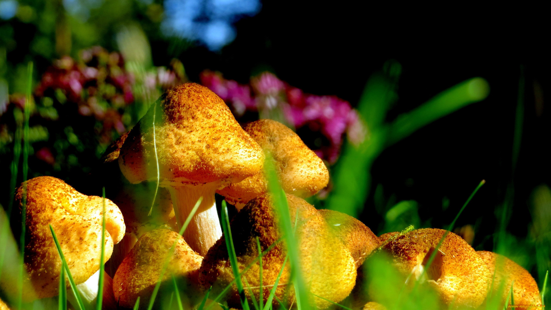 природа, грибы, семейка, опята