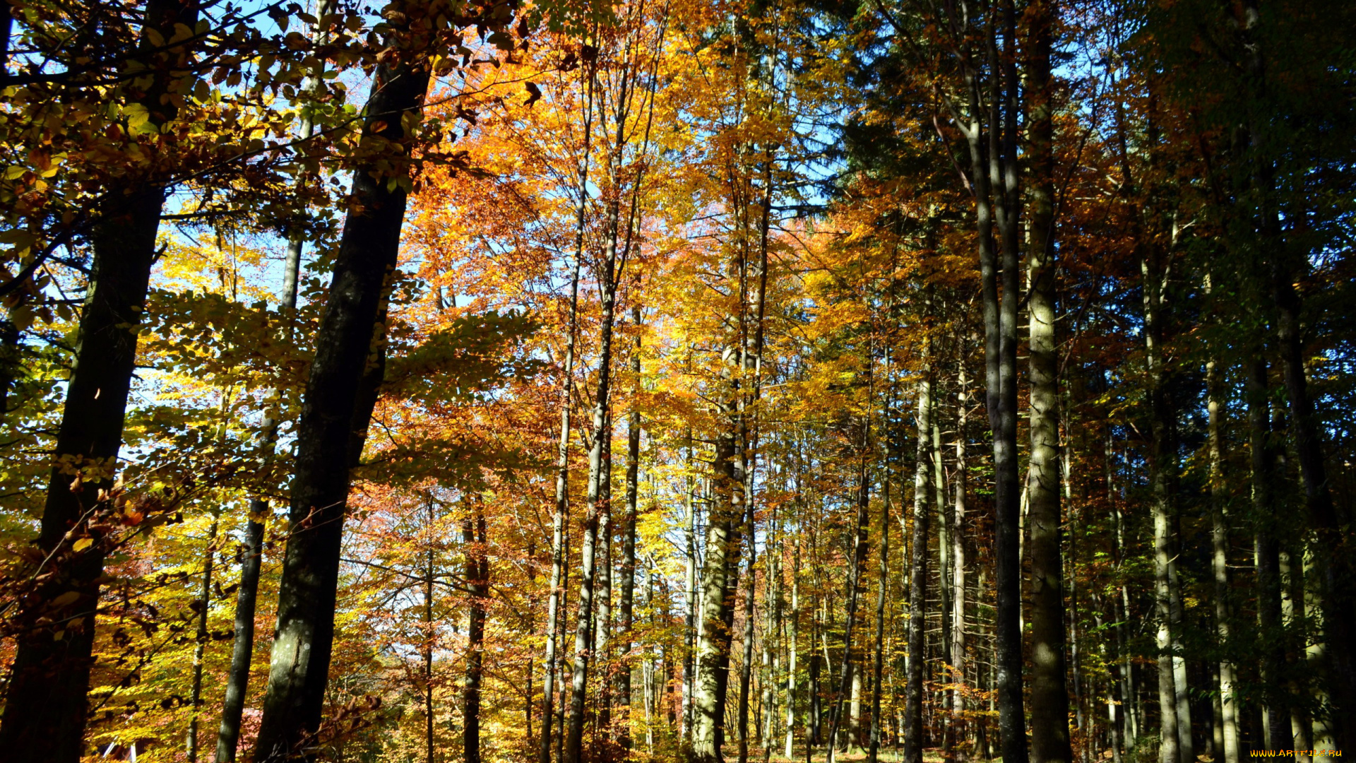 природа, лес, осень